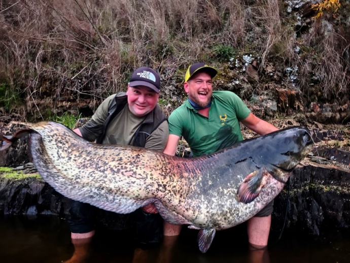 Dois homens carregam dentro do rio um peixe sirulo